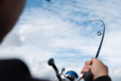  Sportex Lax RS-2 akcia pr�vla�ov�ho pr�ta pri zdol�van� ulovenej ryby